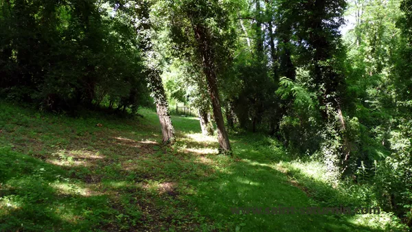 Sous-bois menant au lavoir du Creux du Tieu