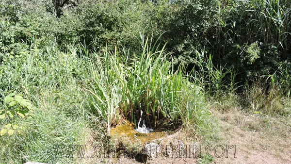 Bouillonnements de gaz carbonique à la source de l'Île