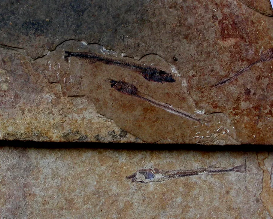 Cristaux de barytine miel de la Côte d'Abot, Saint-Saturnin