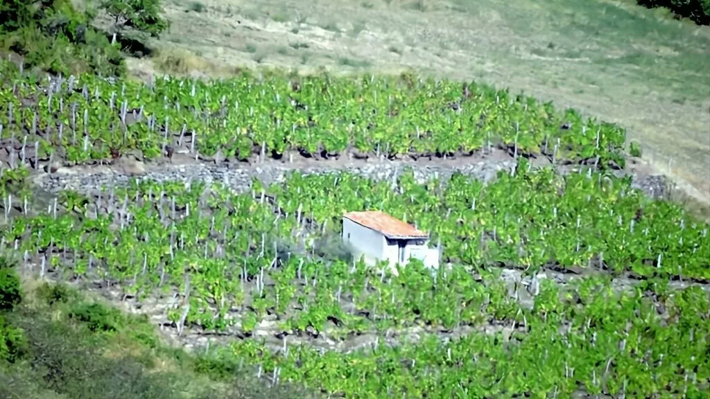 Vignoble des Côtes d'Auvergne sur les coteaux de la Limagne