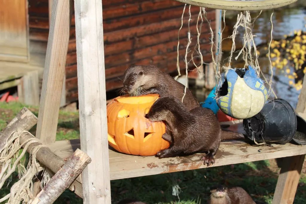 Halloween Grandeur Nature